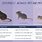 Baby Rats vs Baby Mice