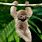 Baby Sloth Costa Rica