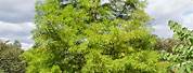 Bald Cypress Taxodium Distichum