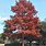 Bald Cypress Tree Fall