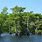 Bald Cypress Tree Florida