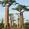 Baobab Trees in California