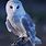 Barn Owl Aesthetic