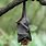 Bat Hang