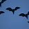 Bats Flying at Dusk