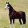 Bay Sabino Arabian Horse