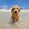 Beach Puppy