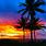 Beach Sunset Palm Tree