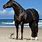 Beautiful Black Quarter Horse