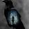 Beautiful Dark Art Ravens