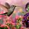 Beautiful Hummingbird Photos On Flowers