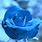 Beautiful Light Blue Roses