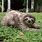 Beautiful Sloth