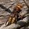 Bee Wasp Hornet