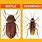 Beetle vs Roach