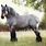 Belgium Draft Horse Breed