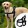 Best Dog Harness for Large Dogs