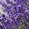 Best Lavender Varieties