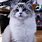 Bicolor Ragdoll Cat