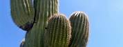 Big Cactus Arizona