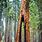Big Redwood Trees