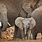 Bing Elephant Wallpaper