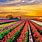 Bing Tulip Fields