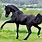 Black Anglo Arabian Horse