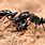 Black Ants Species