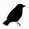 Black Bird Icon