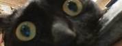 Black Cat Staring Meme