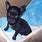 Black Chihuahua Puppies