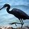 Black Egret Bird