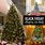 Black Friday Christmas Tree Sale