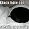 Black Hole Cat Meme