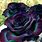 Black Rainbow Roses
