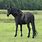 Black Rocky Mountain Horse