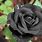 Black Rose 4K