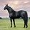 Black Warmblood Horse