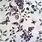 Black and White Toile Fabric