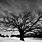Black and White Tree Background