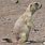 Blacktail Prairie Dog