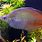 Bleheri Rainbow Fish