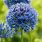Blue Allium Flower