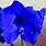 Blue Amaryllis Flower