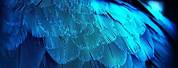 Blue Feather Wallpaper HD