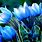 Blue Flower Desktop