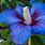 Blue Hibiscus Flower