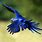 Blue Parrot Flying