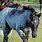 Blue Roan Horse